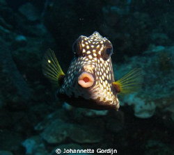 Wanna kiss?? by Johannetta Gordijn 